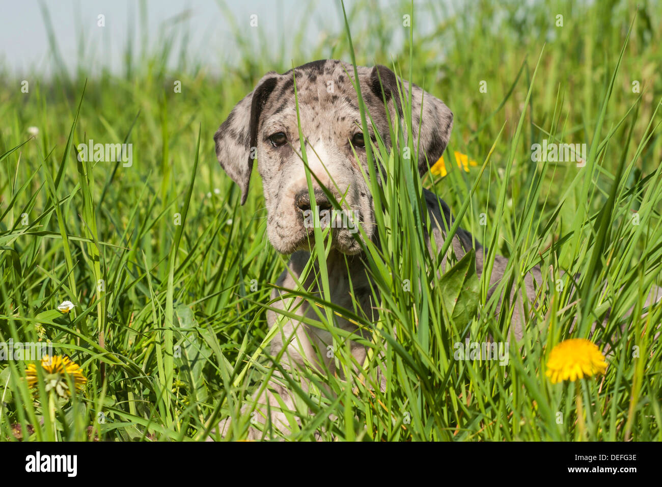 Deutsche Dogge, Welpe, entdeckt Stockfoto