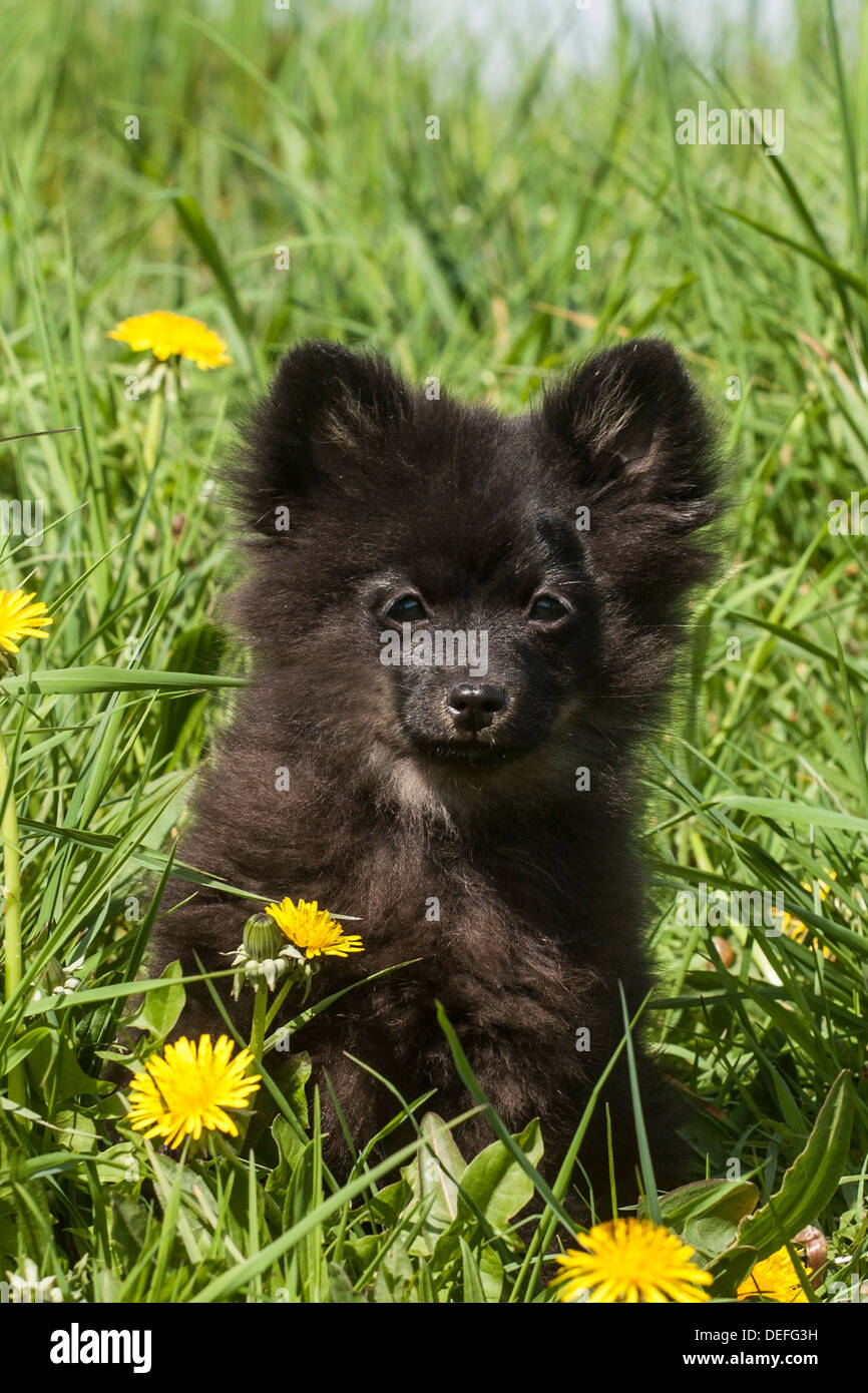 Pommerschen schwarz, Welpen Stockfoto