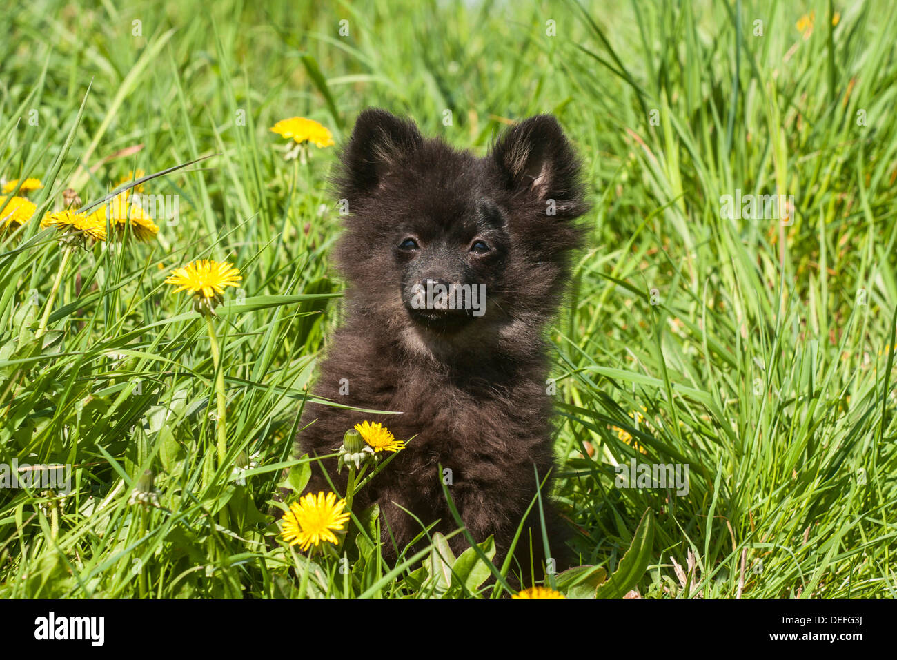 Pommerschen schwarz, Welpen Stockfoto