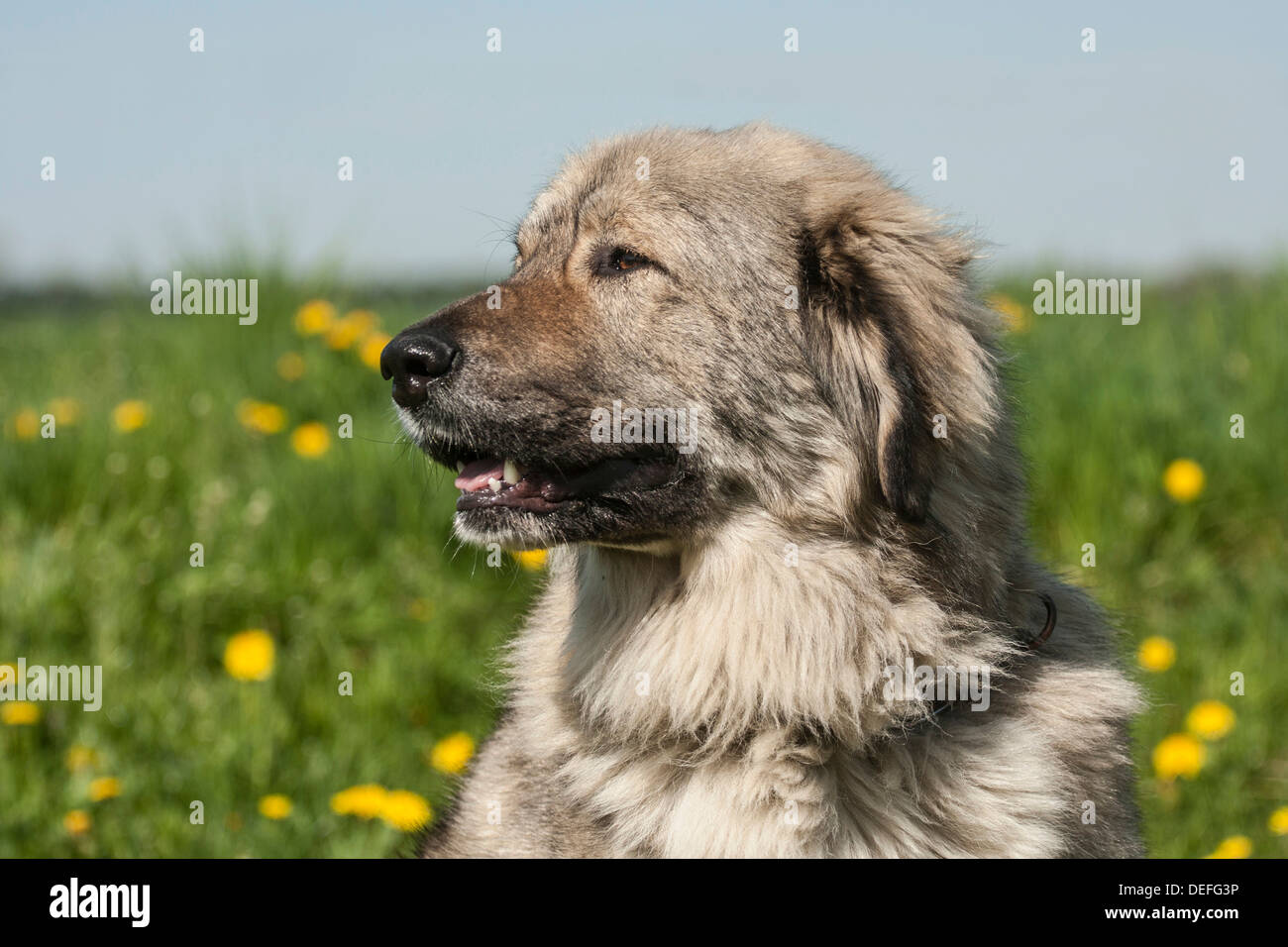 Kaukasischer Schäferhund, Viehbestand Hüterhund Stockfoto