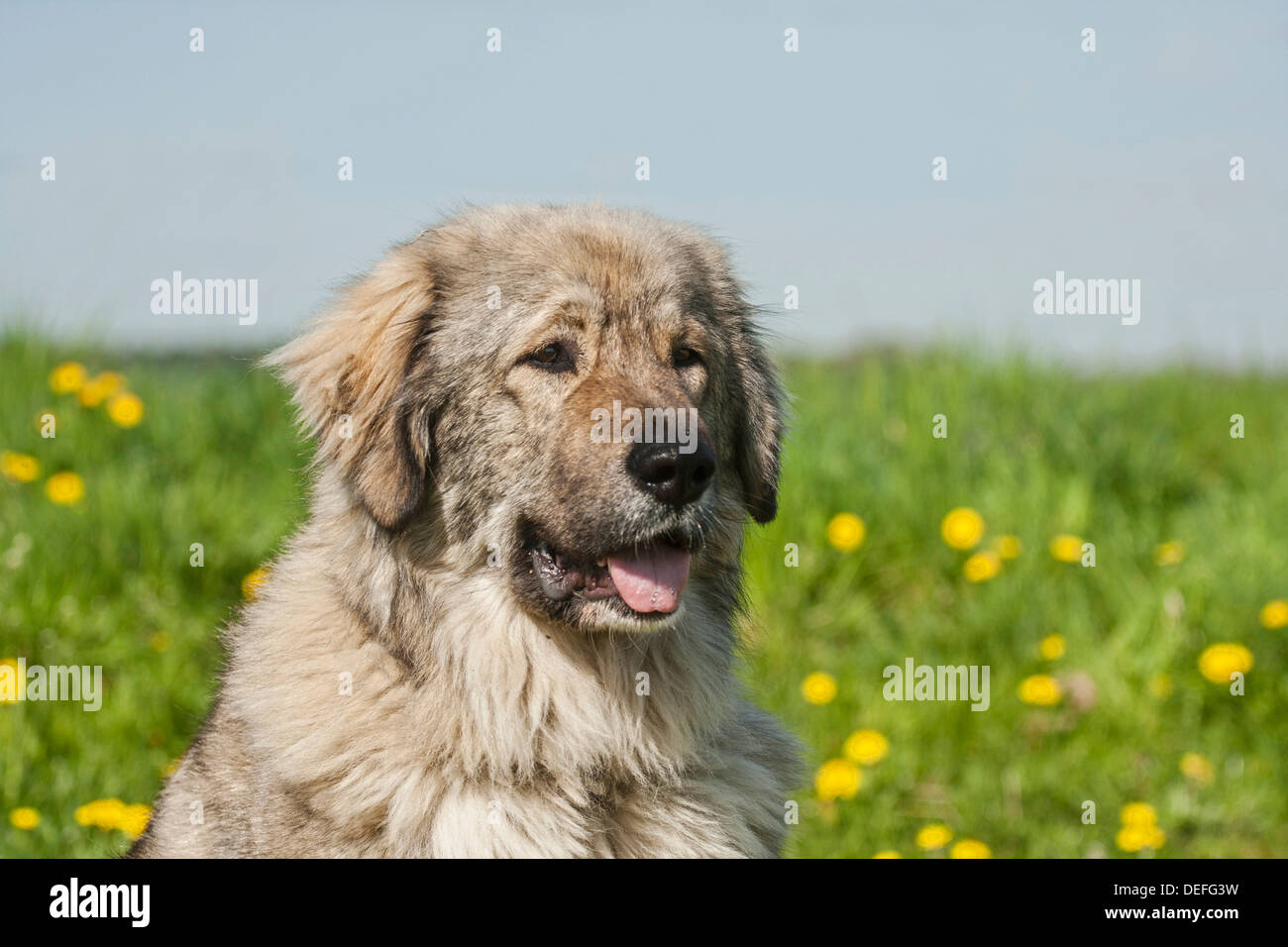 Kaukasischer Schäferhund, Viehbestand Hüterhund Stockfoto
