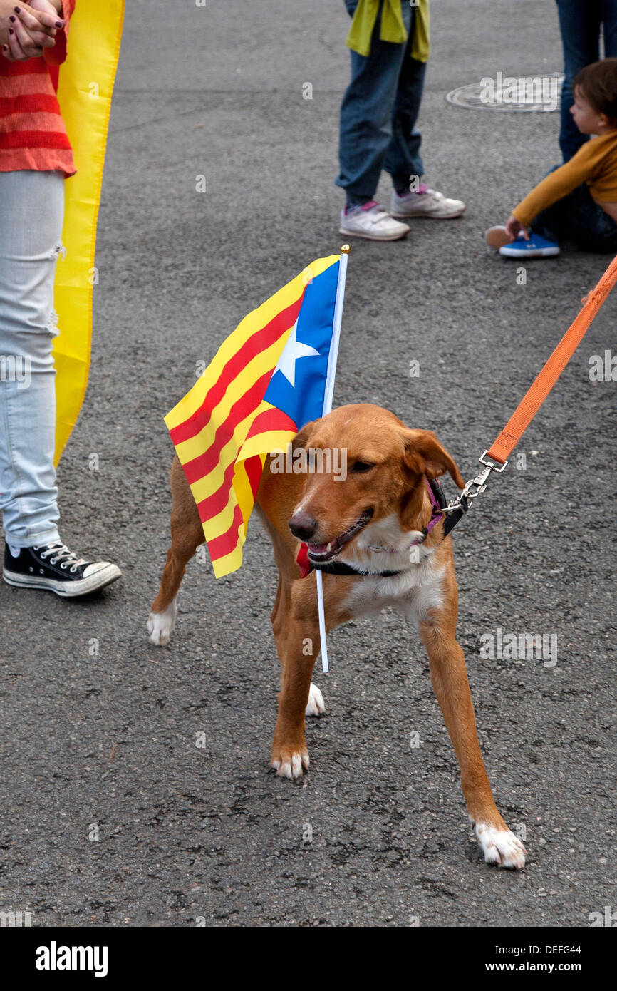Hund mit der Fahne der Unabhängigkeit Kataloniens, Barcelona, Spanien. Stockfoto