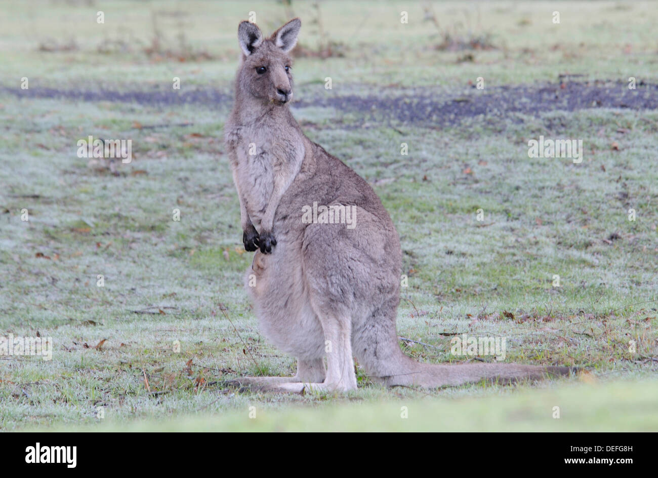 Western Grey Kangaroo oder Kangaroo Island Känguru (Macropus Fuliginosus), Grampians National Park, Victoria, Australien Stockfoto