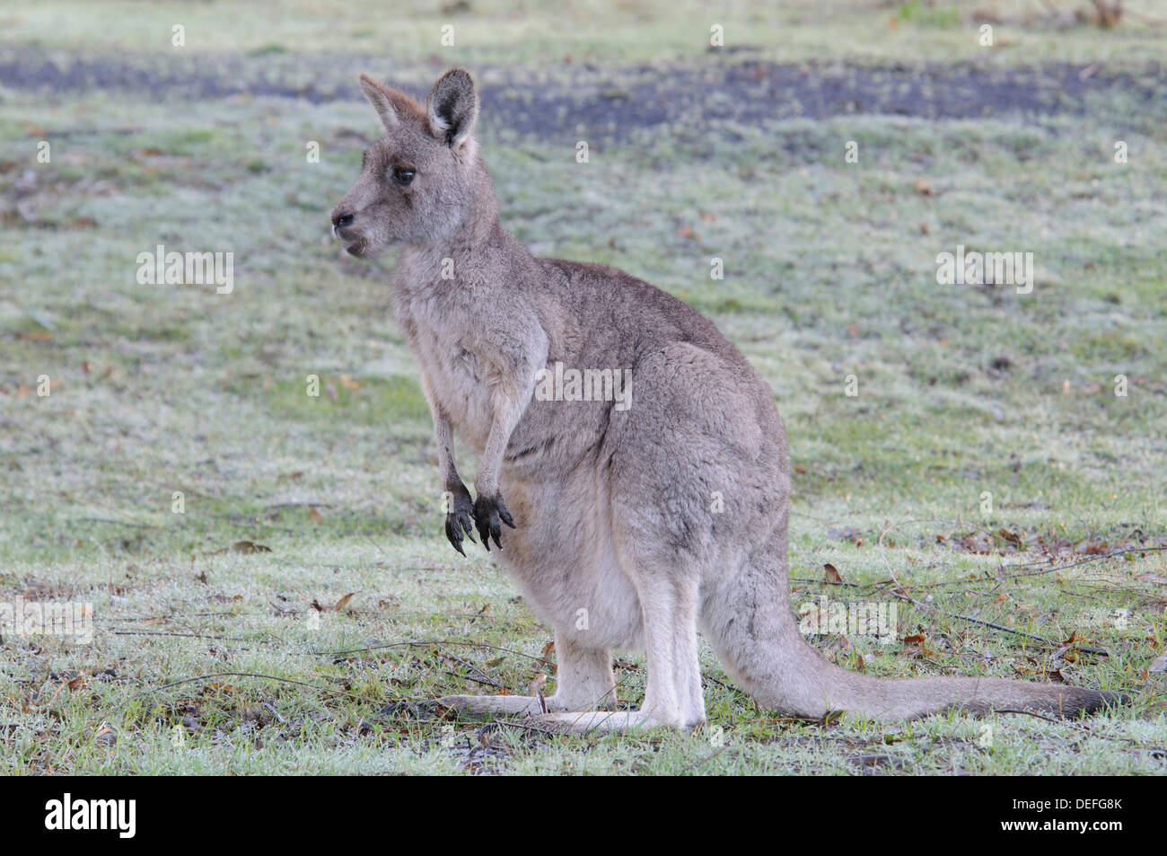 Western Grey Kangaroo oder Kangaroo Island Känguru (Macropus Fuliginosus), Grampians National Park, Victoria, Australien Stockfoto
