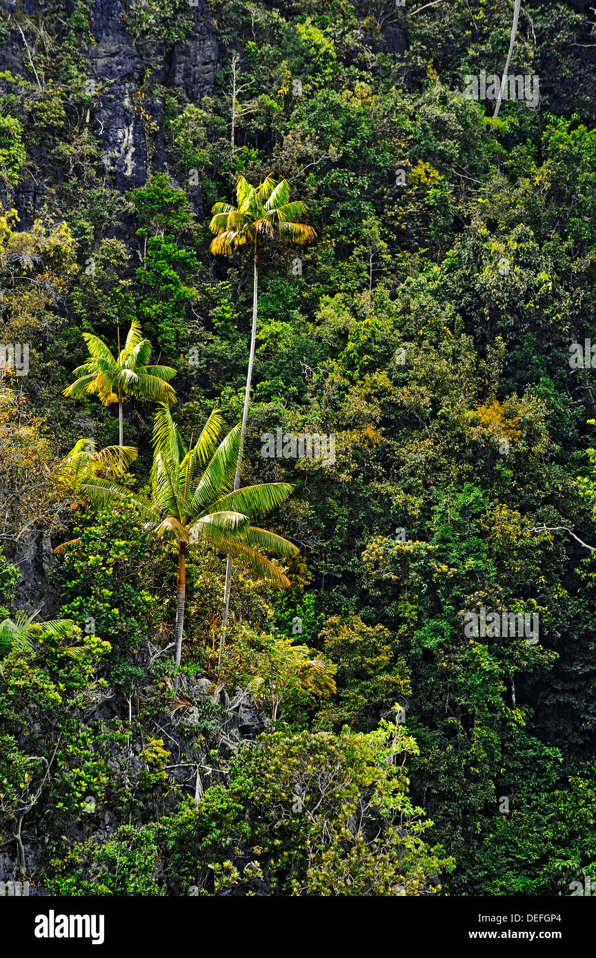 Kokospalmen (Cocos Nucifera) auf einem steilen Felsen, Raja Ampat, West Papua, Indonesien Stockfoto