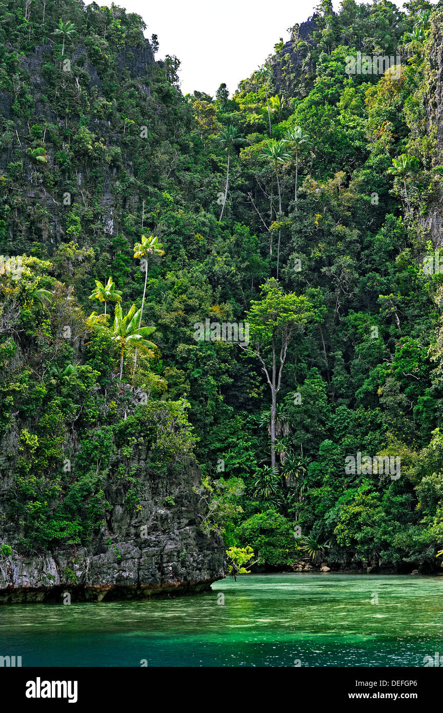 Kokospalmen (Cocos Nucifera) auf einem steilen Felsen, Raja Ampat, West Papua, Indonesien Stockfoto