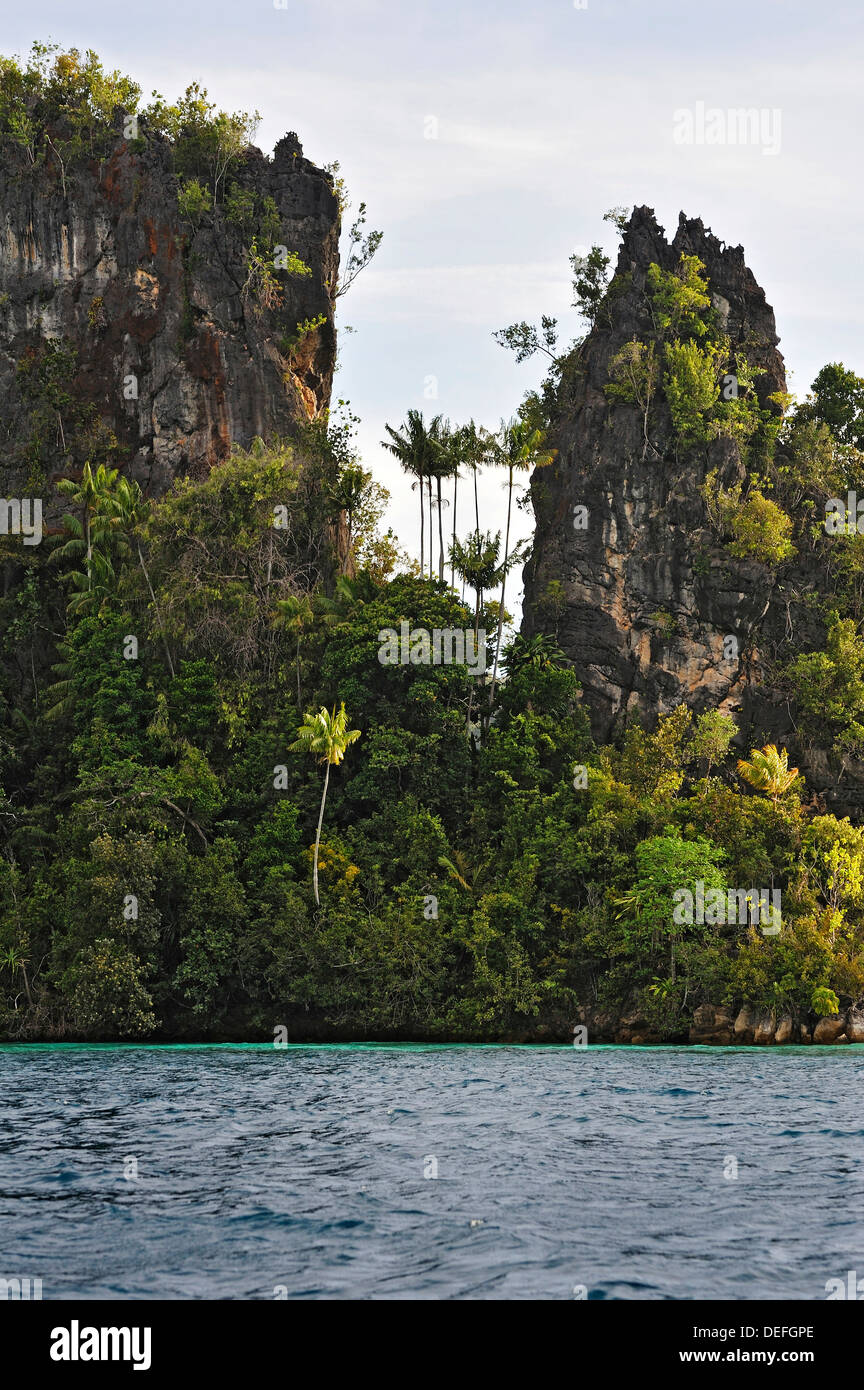 Kokospalmen (Cocos Nucifera), Raja Ampat, West Papua, Indonesien Stockfoto