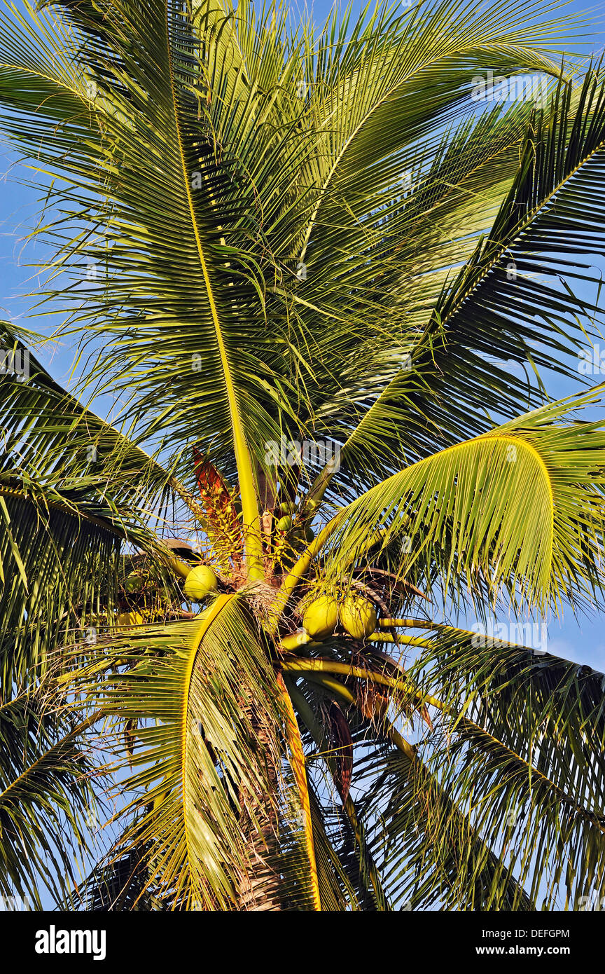 Kokospalme (Cocos Nucifera) mit Kokosnüssen, Raja Ampat, West Papua, Indonesien Stockfoto
