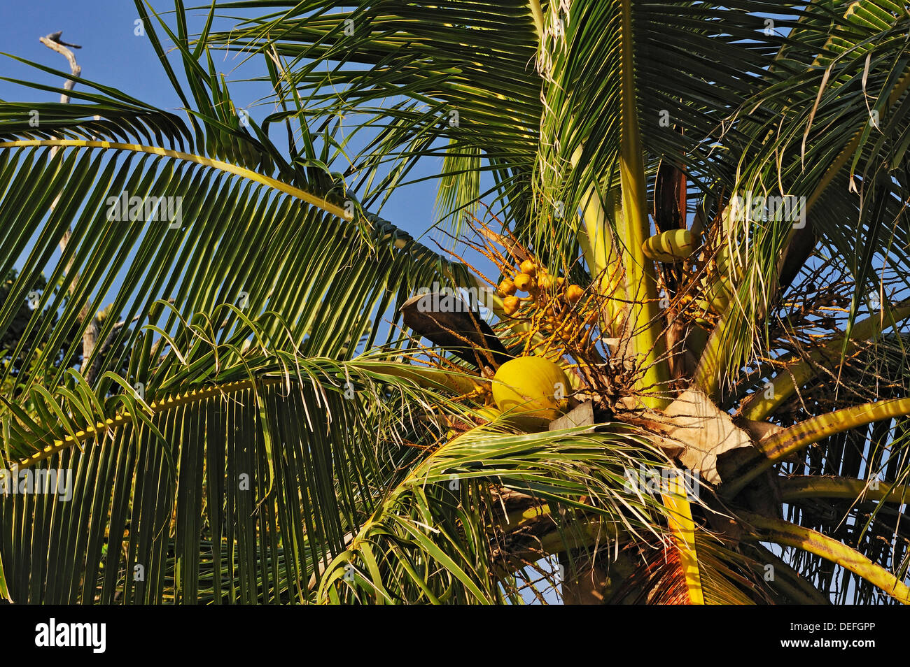 Kokospalme (Cocos Nucifera) mit Kokosnüssen, Raja Ampat, West Papua, Indonesien Stockfoto