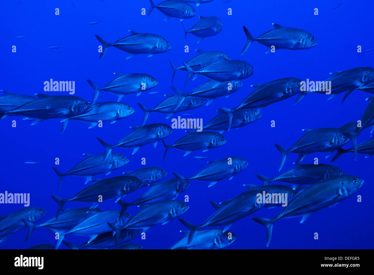 Großaugen-Makrelen-Schule (Caranx Sexfasciatus), Raja Ampat, West Papua, Indonesien Stockfoto