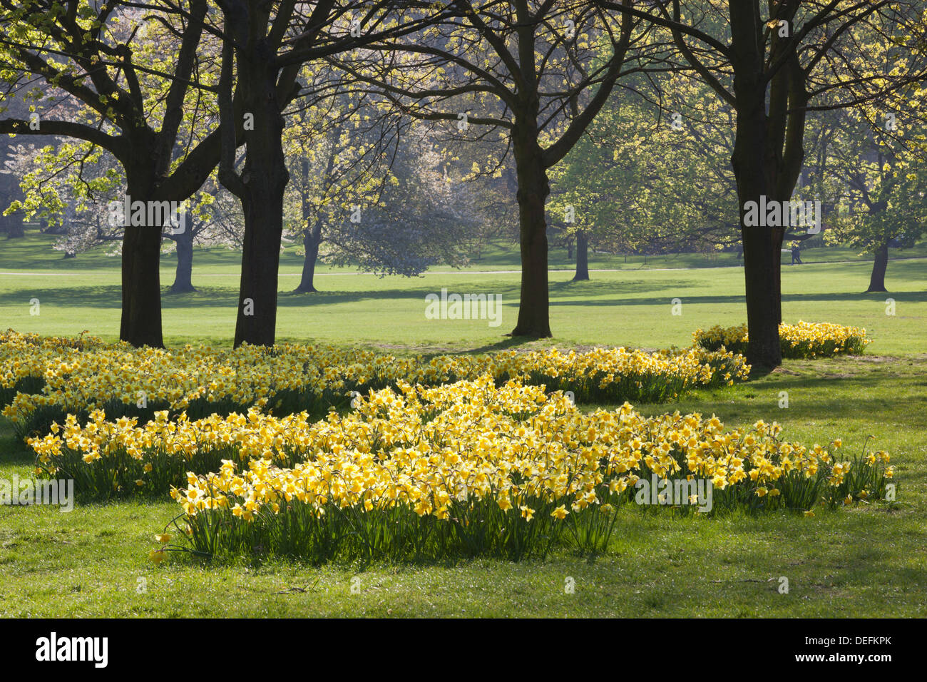 Narzissen, Green Park, London, England, Vereinigtes Königreich, Europa Stockfoto