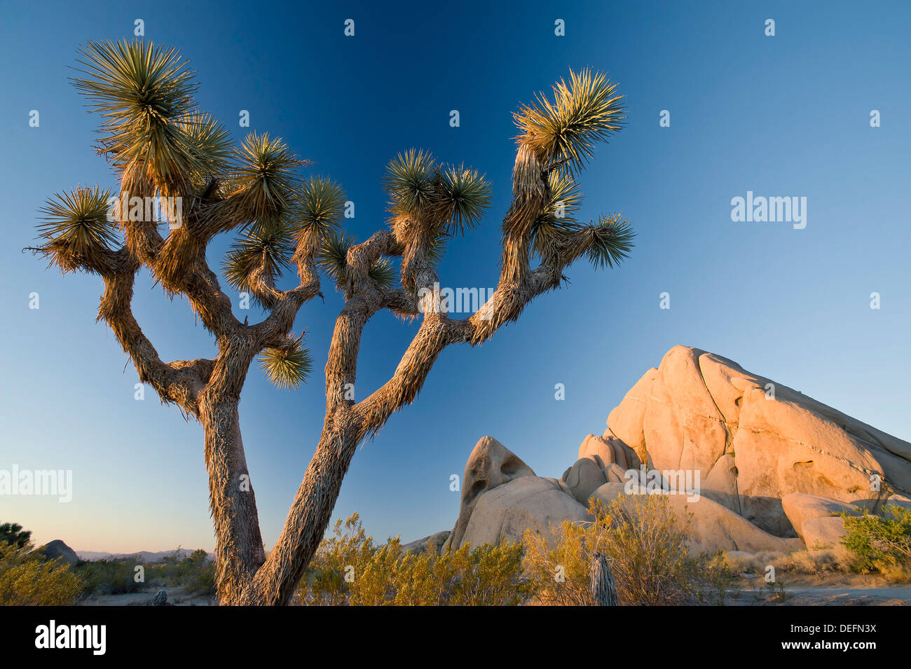 Joshua Tree Nationalpark in der Morgendämmerung, Kalifornien, Vereinigte Staaten von Amerika, Nordamerika Stockfoto