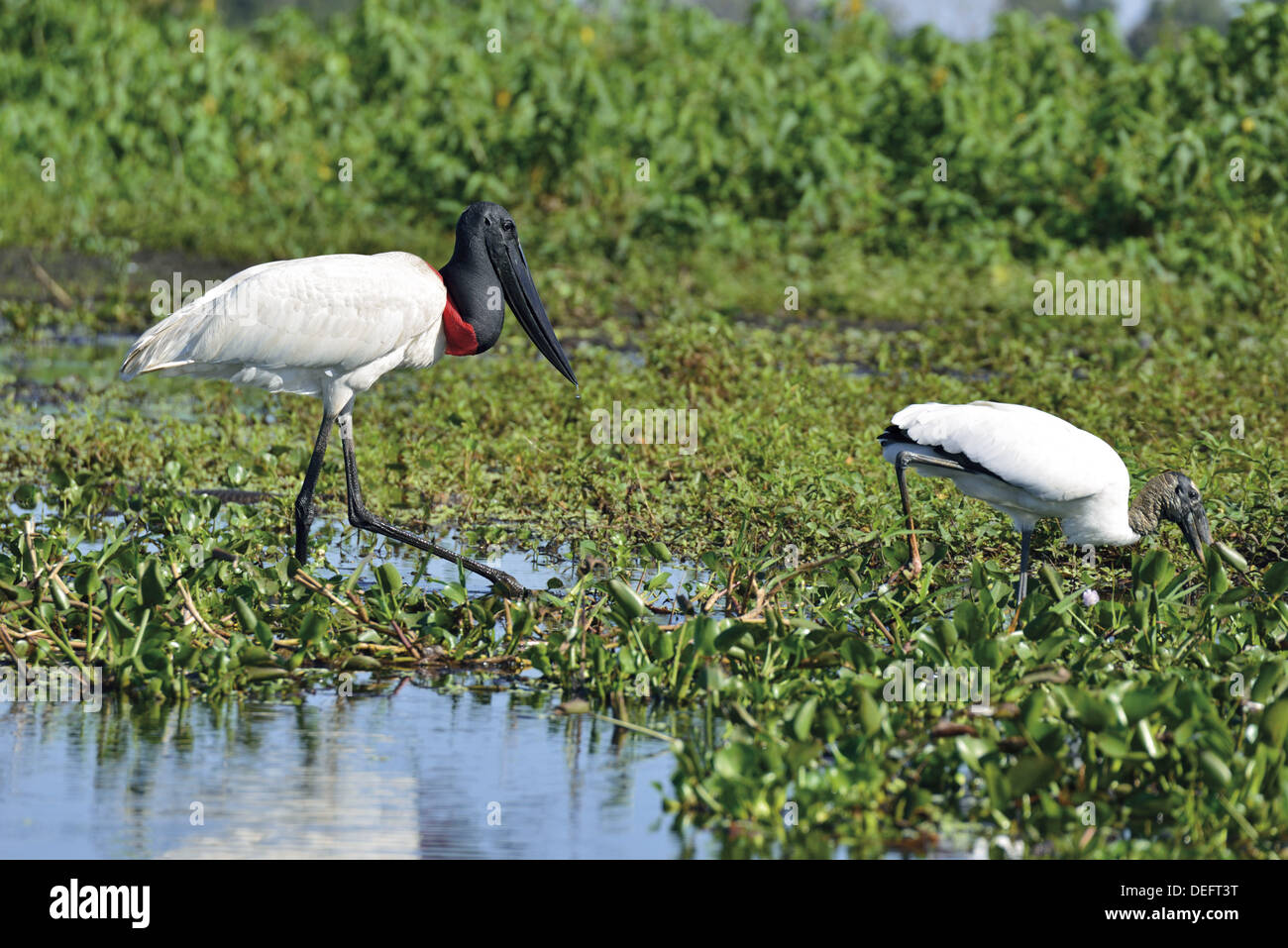 Brasilien, Mato Grosso, Pantanal, Jabiru-Storch, Jabiru Mycteria, Mycteria Americana, gemeinsame Storch, Vögel, Vögel das Pantanal, Fauna, Ornithologie, Natur, Natur, Störche, die auf der Suche nach Nahrung, Weltnaturerbe, Reisen, Tourismus, Tierwelt, Naturfotografie Stockfoto