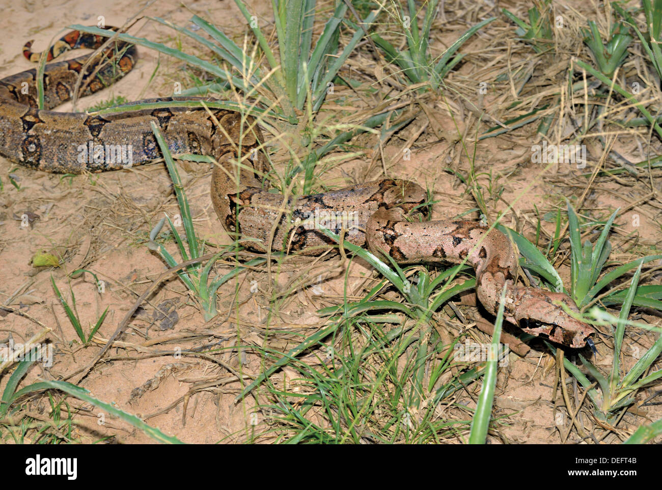 Brasilien, Pantanal, BCI, Boa Constrictor Imperator, Schlange, Pantanal Reptilien, Reptil, gemeinsame Boa, gemeinsame nördlichen Boa, Reisen, Tourismus, Tierwelt, Tiere, Biologie, Biodiversität, Tierfotografie, Naturfotografie, Reise, Tourismus, Ökotourismus, Welt N Stockfoto