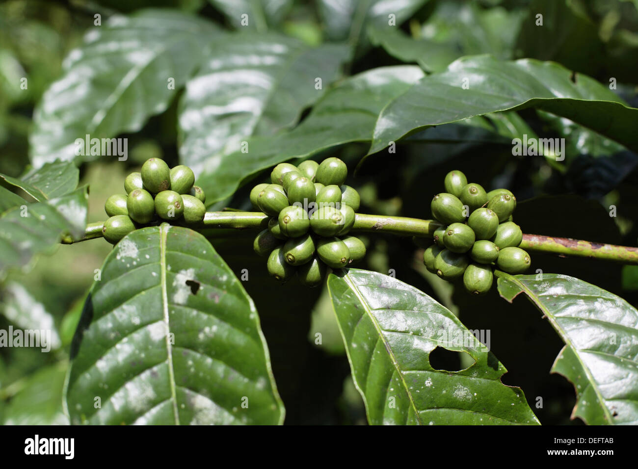 Grüne Kaffeebohnen von Robusta-Kaffee Pflanzen im Losari Coffee Plantation  in West-Java, Indonesien, Süd-Ost-Asien Stockfotografie - Alamy