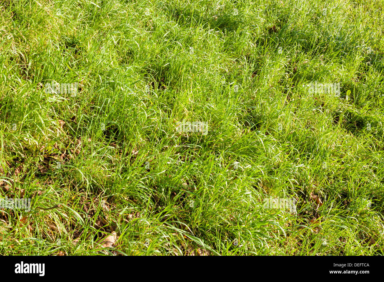 Lange ungeschnittenes Gras und Laub auf einer bewachsenen Rasen auf unebenem Boden Stockfoto
