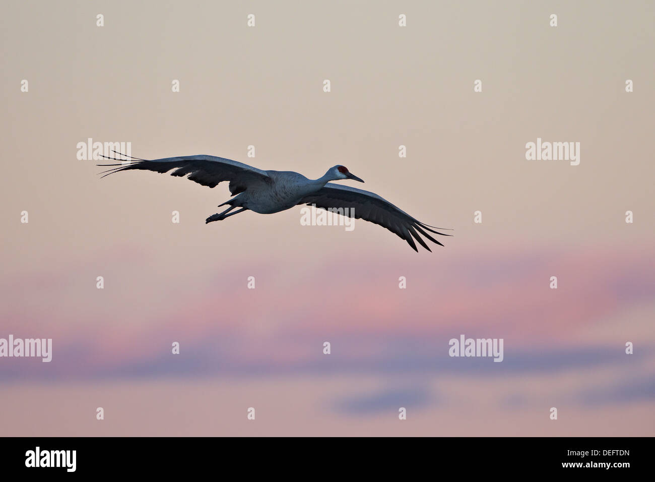 Sandhill Kran (Grus Canadensis) Landung mit rosa Wolken, Bosque del Apache National Wildlife Refuge, New Mexico, USA Stockfoto