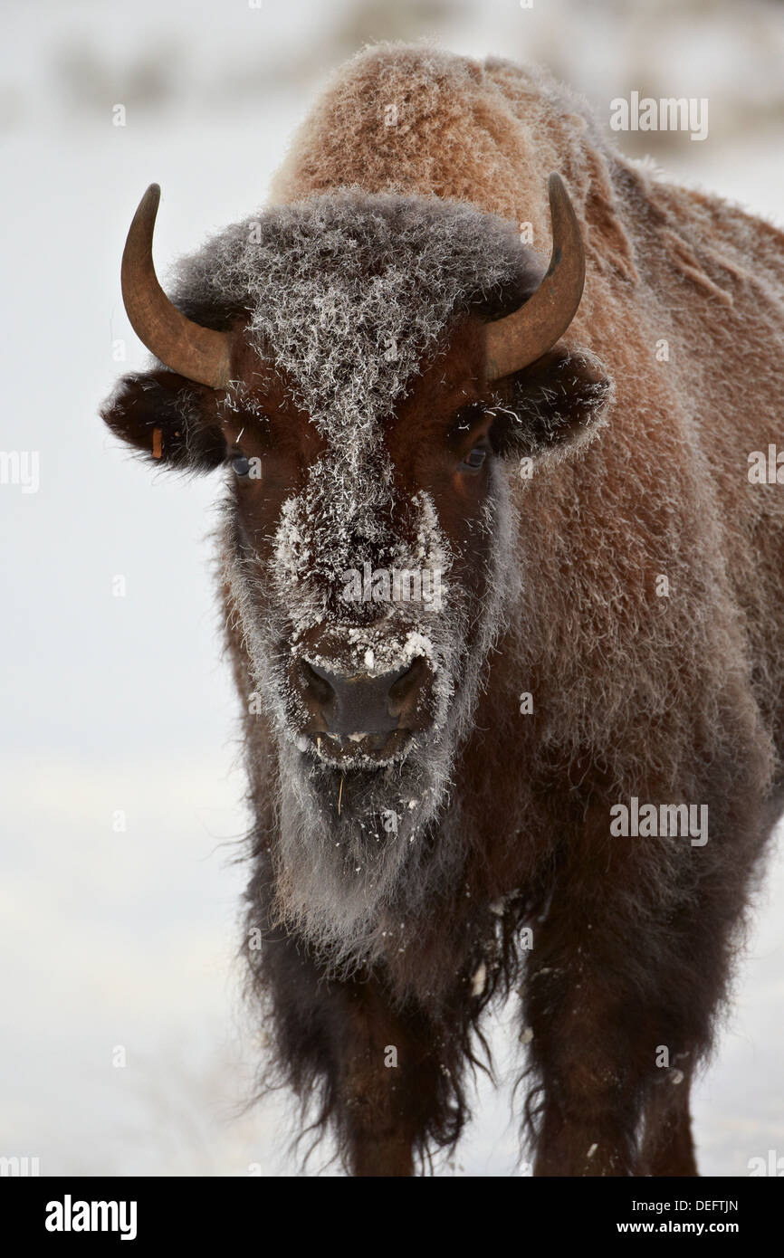 Bisons (Bison Bison) Kuh im Winter, Yellowstone-Nationalpark, Wyoming, Vereinigte Staaten von Amerika, Nordamerika Stockfoto