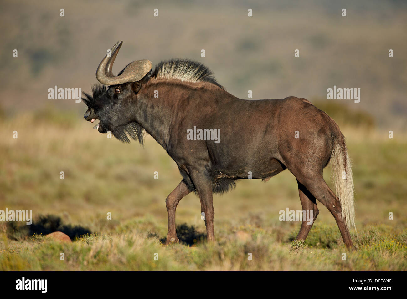 Männliche schwarze Gnus (Seeadler Gnu (Connochaetes Gnou) mit der Aufforderung, Mountain Zebra National Park, Südafrika, Afrika Stockfoto