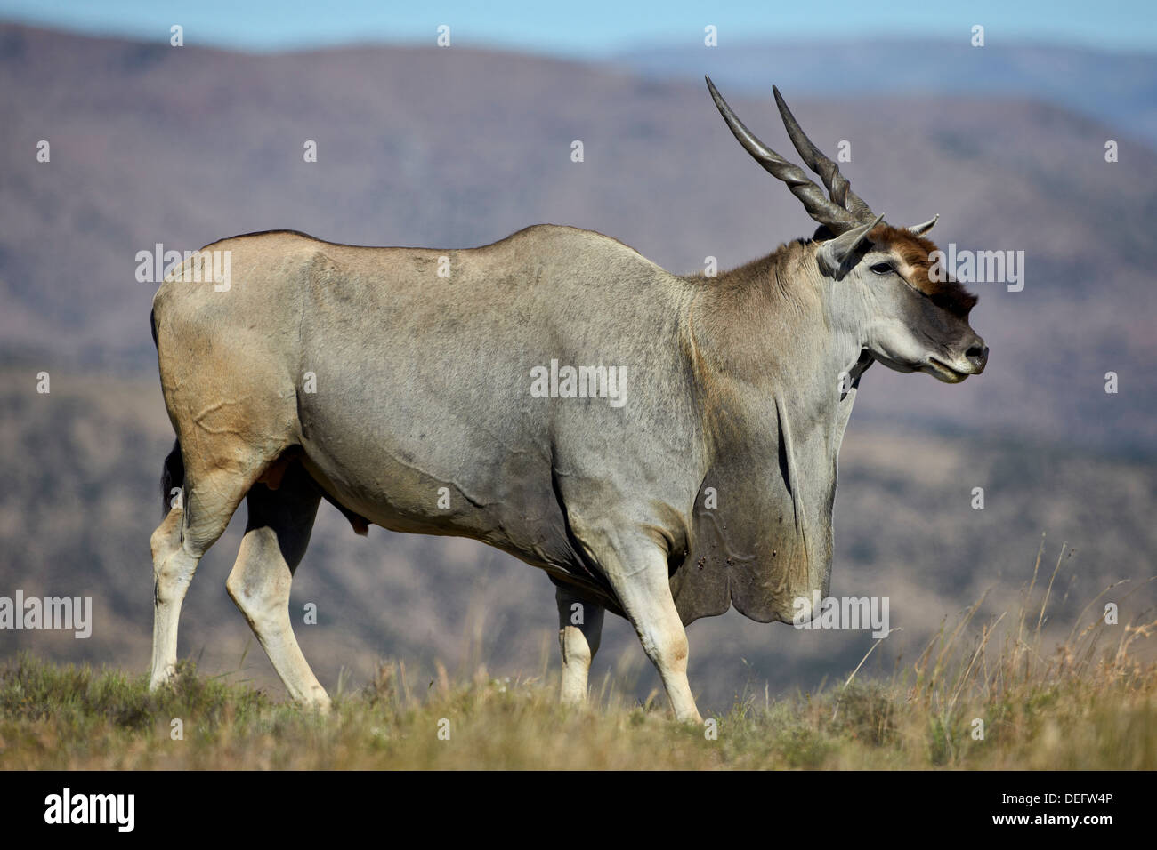 Gemeinsame Eland (Tauro Oryx) Bock, Mountain Zebra National Park, Südafrika, Afrika Stockfoto