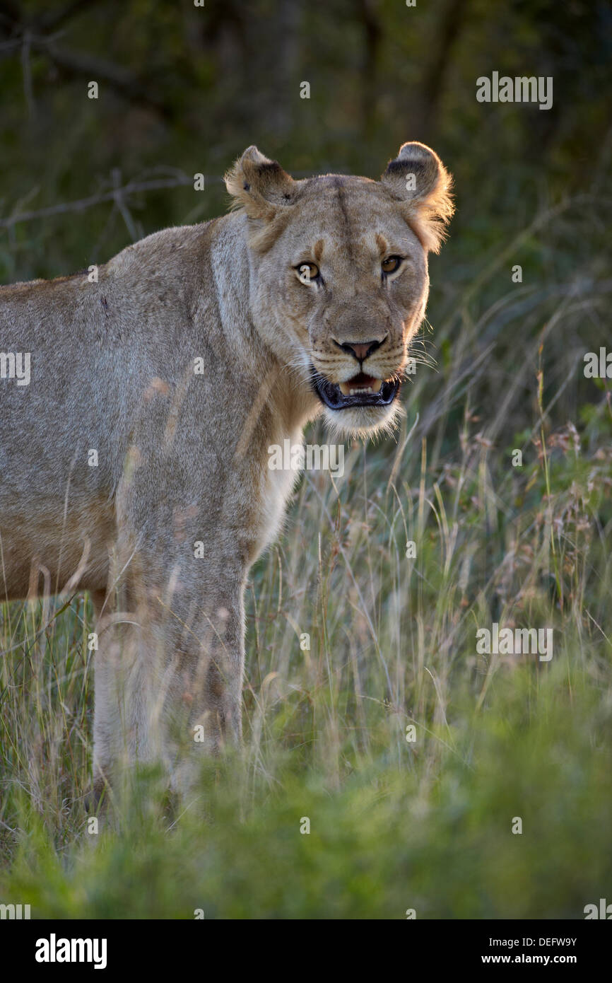 Löwin (Panthera Leo), Imfolozi Game Reserve, Südafrika, Afrika Stockfoto