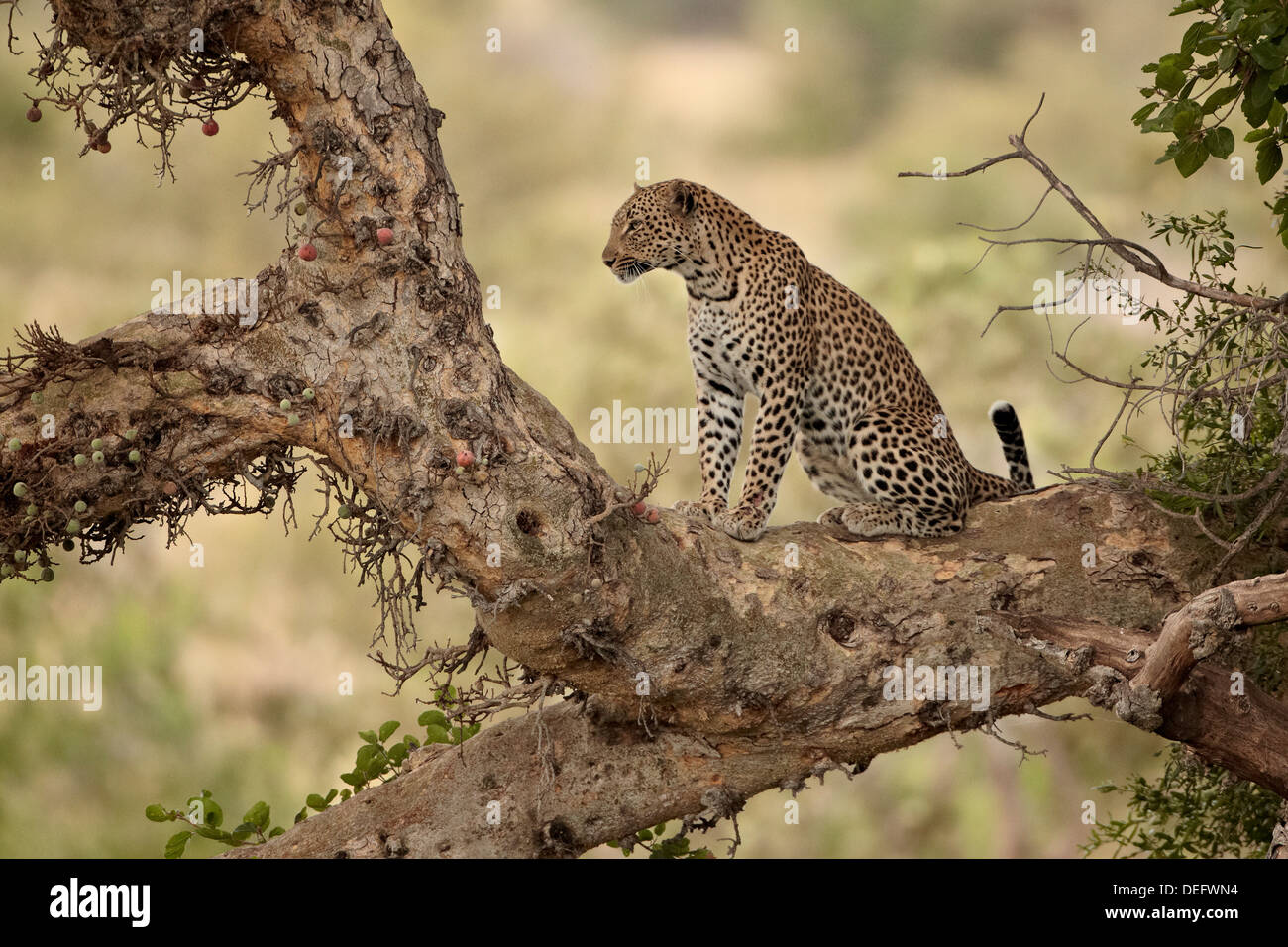 Leopard (Panthera Pardus) in einem Feigenbaum, Krüger Nationalpark, Südafrika, Afrika Stockfoto