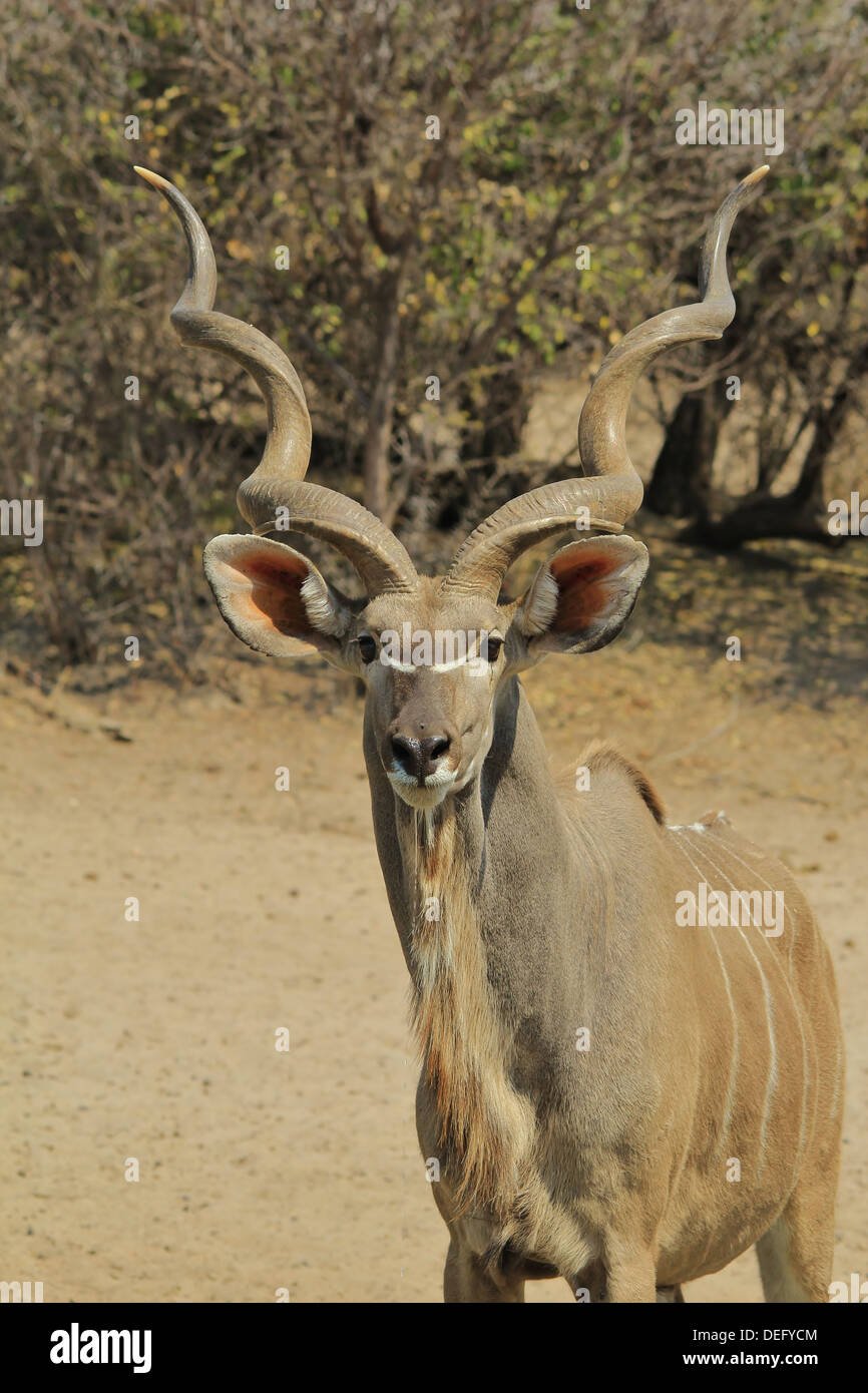 Kudu Stier - Wildlife Hintergrund aus Afrika - Spirale Schönheit der Statur und des Stolzes Stockfoto