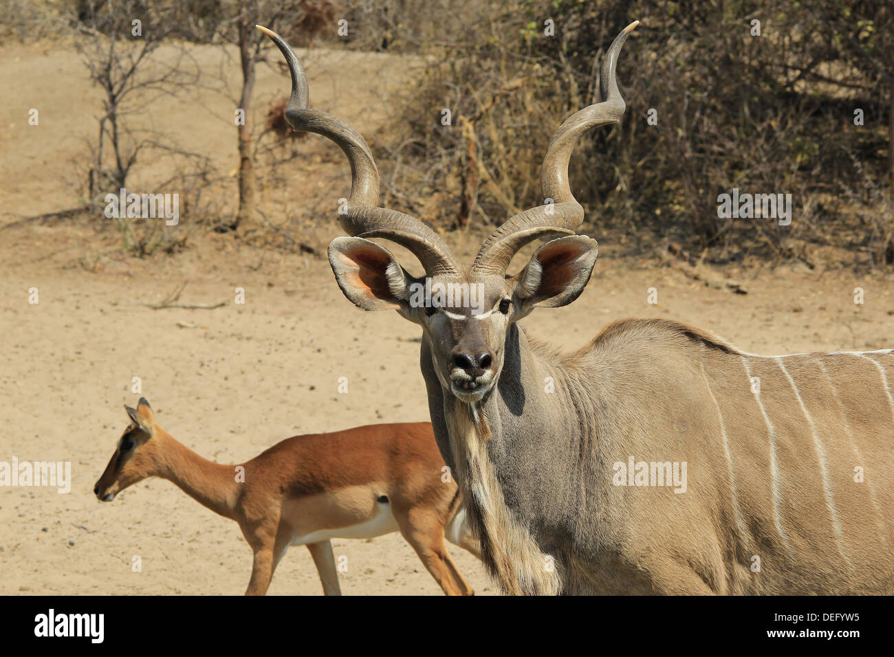 Kudu Stier - Wildlife Hintergrund aus Afrika - Spirale Schönheit der Statur und des Stolzes Stockfoto
