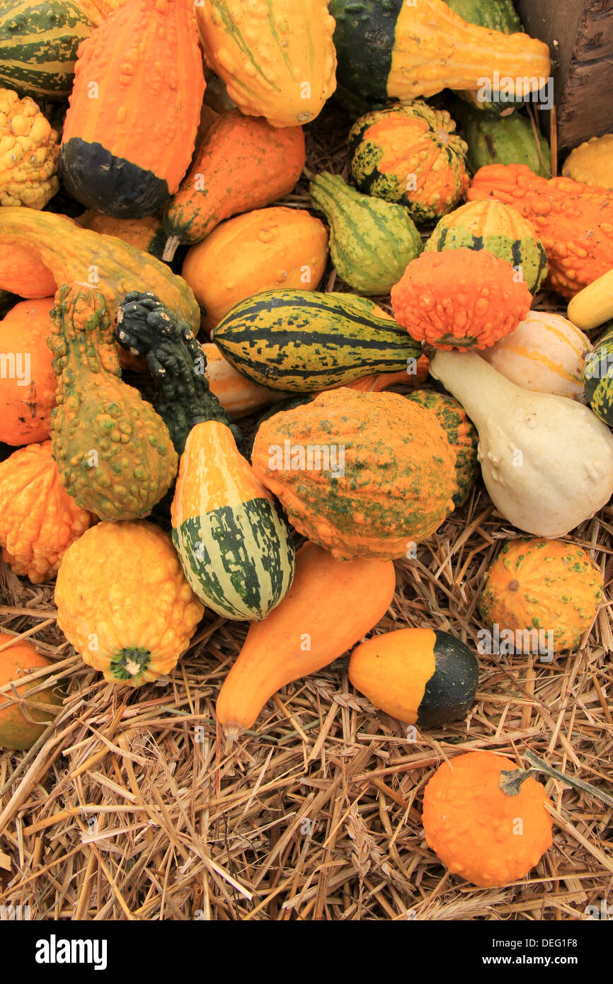 Helle und bunte Auswahl an Kürbissen und Kürbissen auf Strohbett, für Käufer zur Auswahl angezeigt. Stockfoto