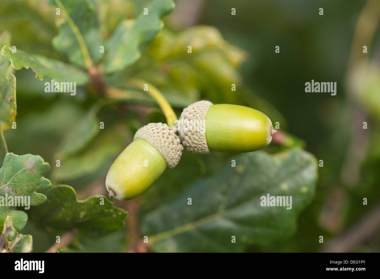 Quercus Robur Reifen Eiche Eicheln immer bereit im frühen Herbst Spätsommer Stockfoto