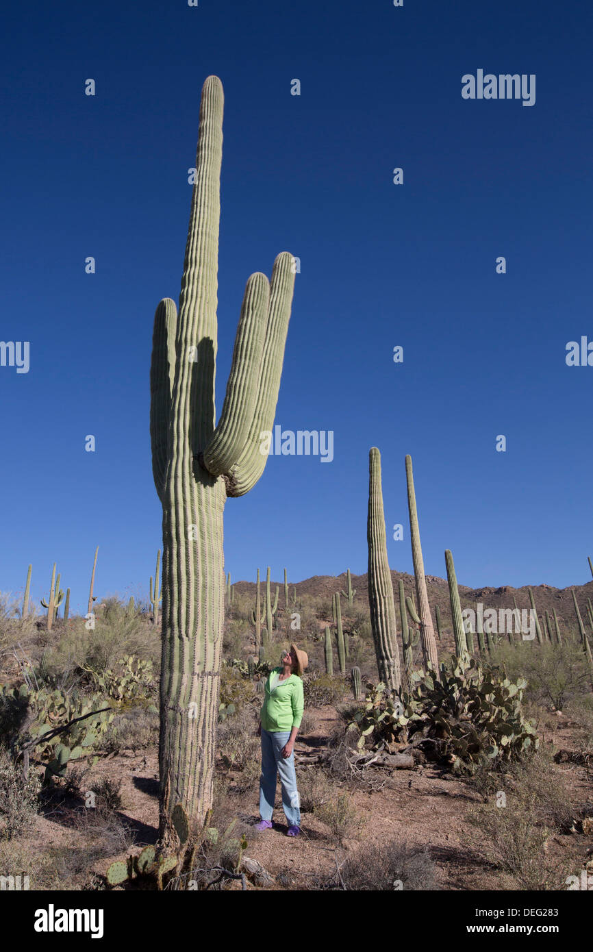 Saguaro-Kaktus (Camegiea Gigantea), West-Tucson Mountain District, Saguaro National Park, Arizona, Vereinigte Staaten von Amerika Stockfoto