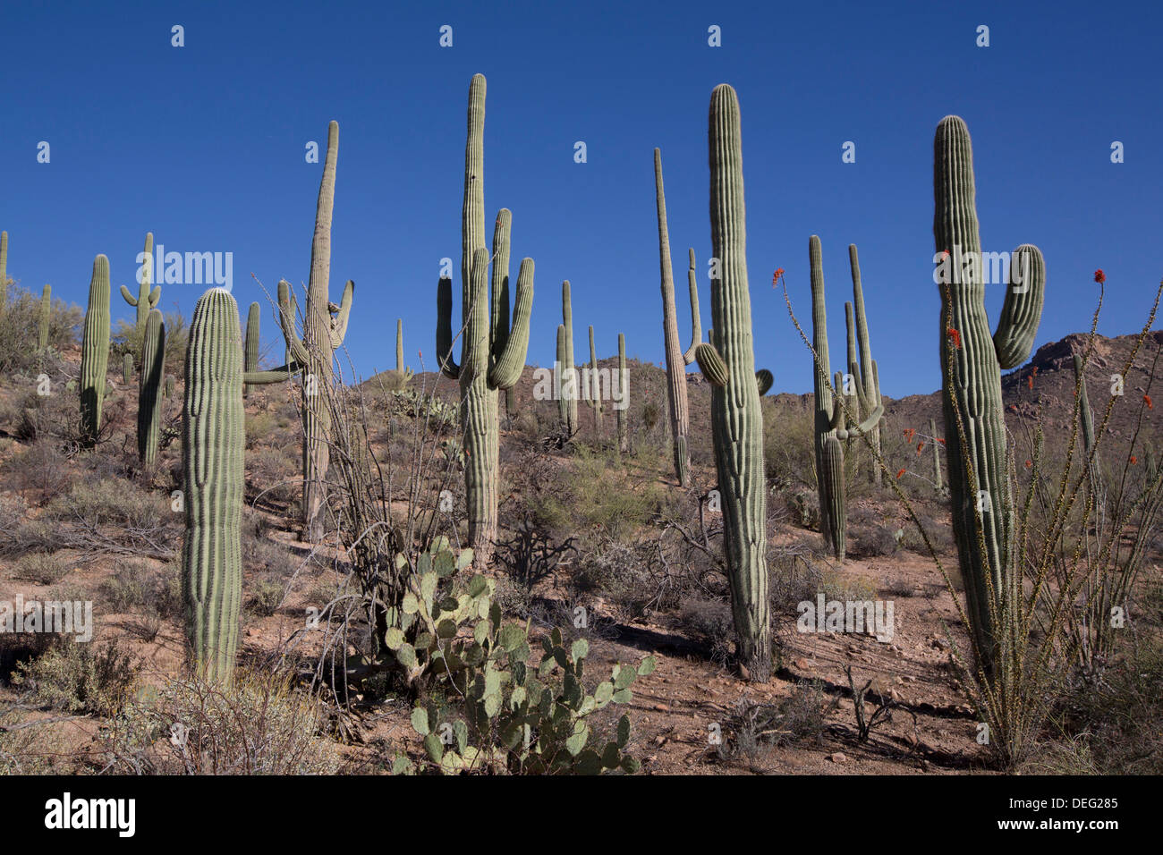 Ocotillo Kaktus im Vordergrund, Saguaro-Kaktus im Hintergrund, West-Tucson Mountain District, Saguaro National Park, Arizona, USA Stockfoto