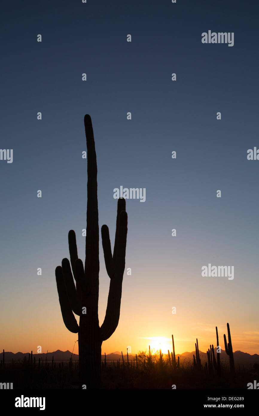 Saguaro Kaktus (Camegiea Gigantea) Silhouette bei Sonnenuntergang, West-Tucson Mountain District, Saguaro National Park, Arizona, USA Stockfoto
