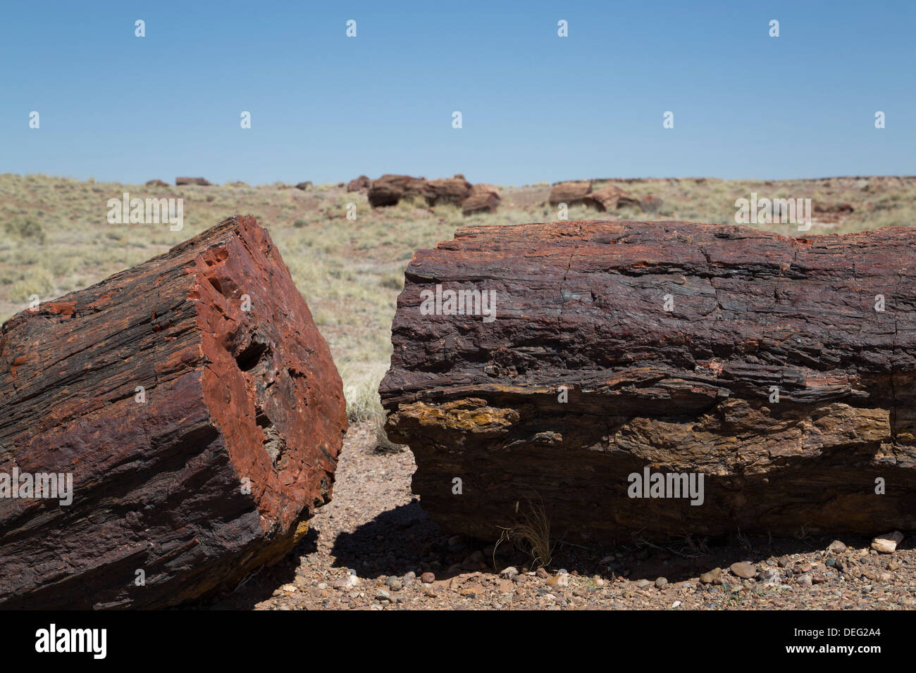 Versteinerte Baumstämme ab den späten Triassic Periode, Long Logs Trail, Petrified Forest National Park, Arizona, USA Stockfoto