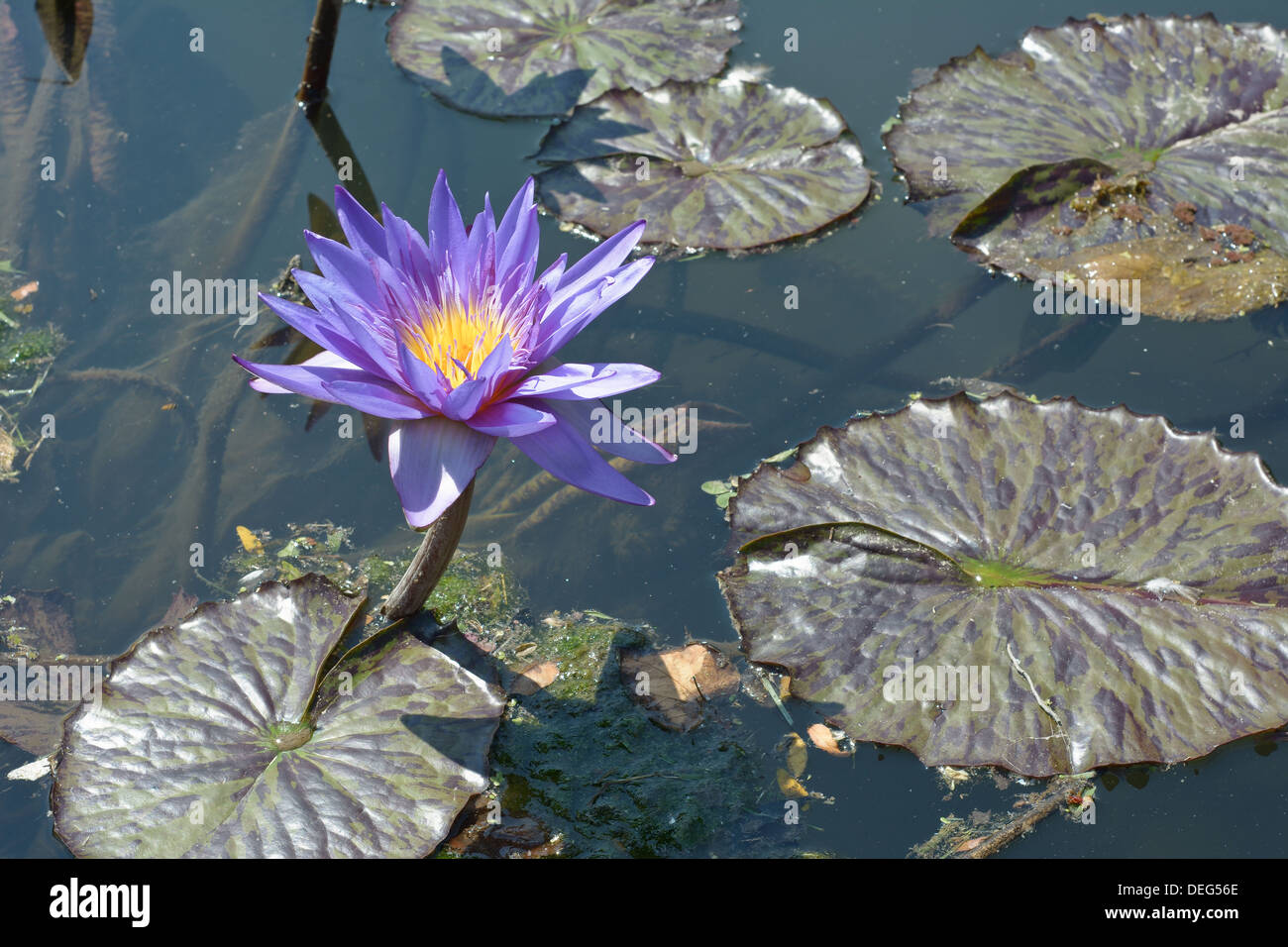 Bereich der Seerosen mit Blume auf einem ruhigen Teich Stockfoto