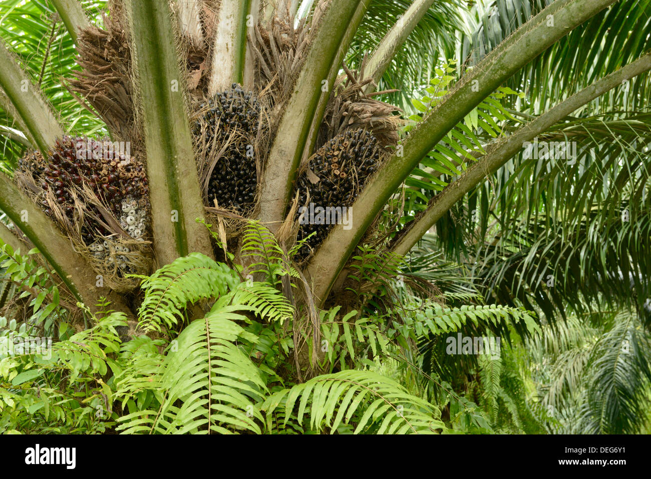 Palmöl Muttern, Trang, Thailand, Südostasien, Asien Stockfoto