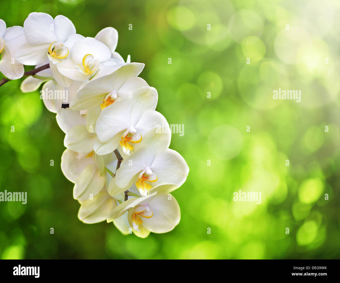 Weiße Orchidee Stockfoto