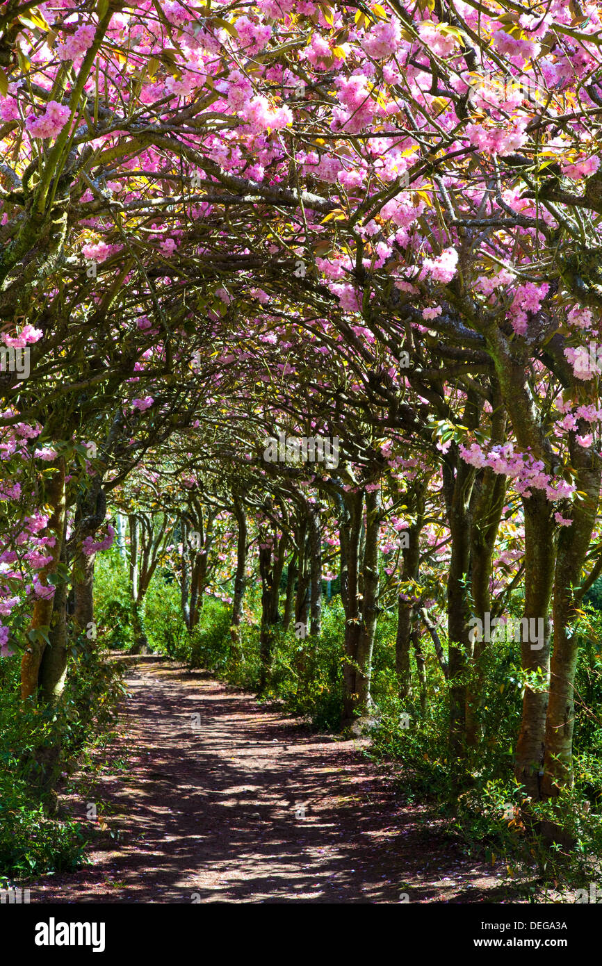 Margam Park, Port Talbot, Wales, Vereinigtes Königreich, Europa Stockfoto