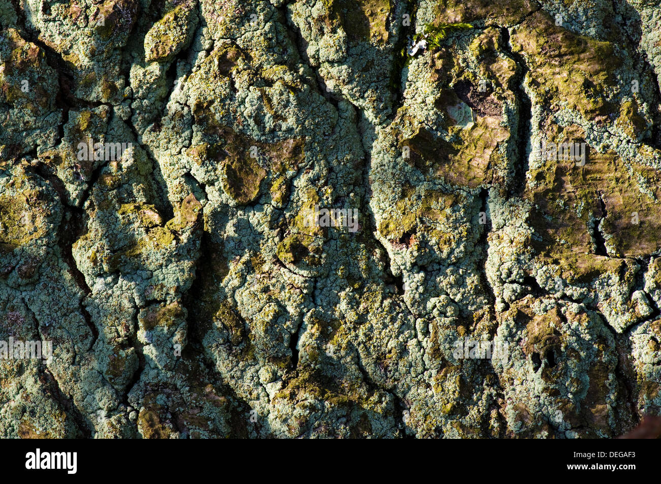 Geeignet für Hintergrund oder Bildschirm Flechten überzogen Eichenrinde Stockfoto