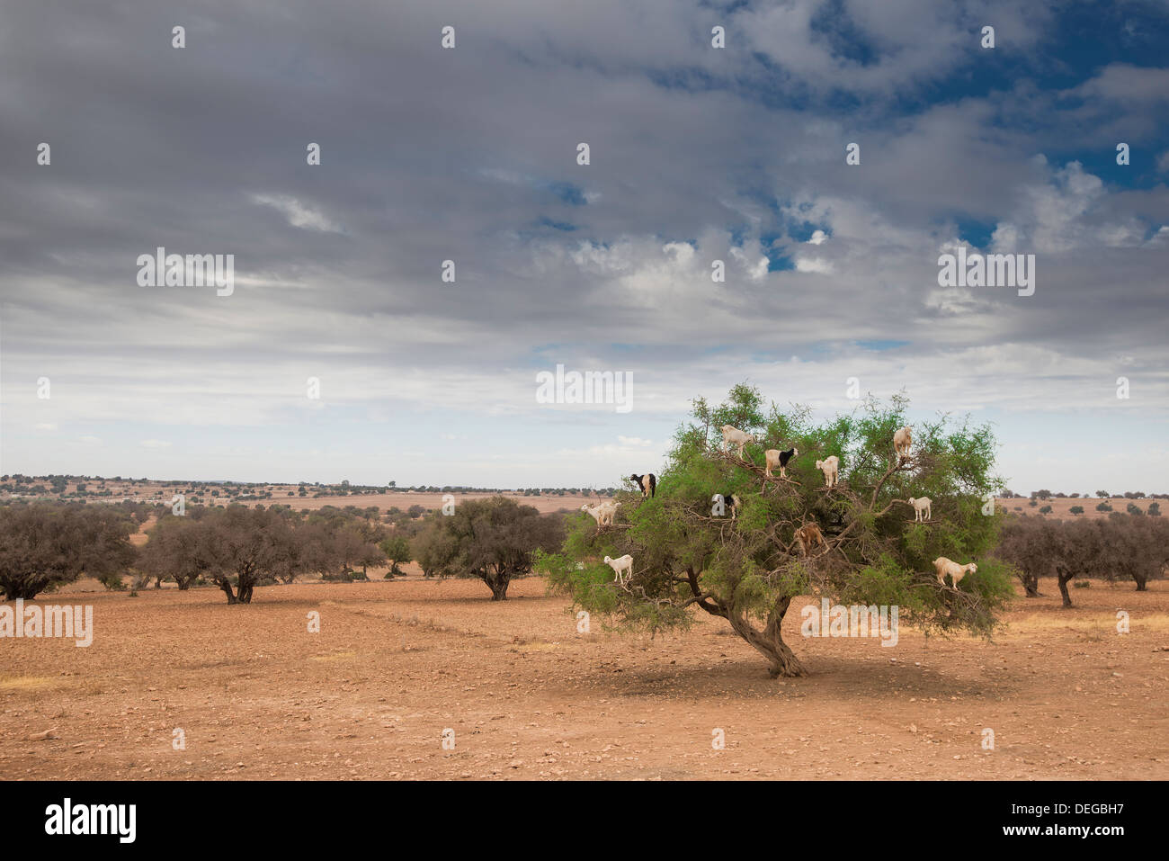 Ziegen in einem Baum Blätter in Marokko zu essen Stockfoto