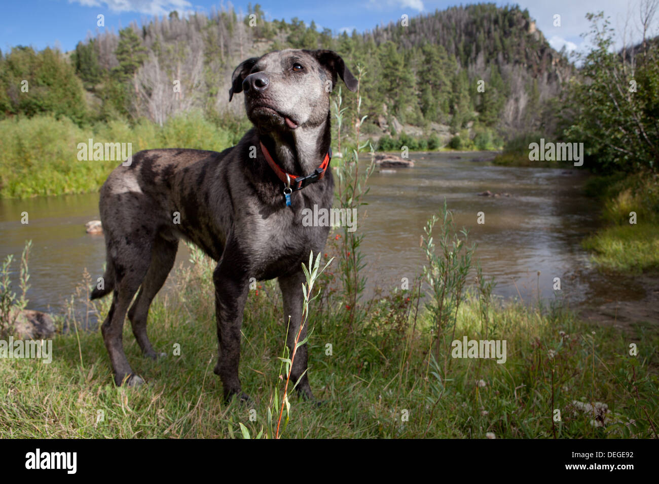 Ein Catahoula Leopard Dog steht vor einem malerischen Fluss. Stockfoto