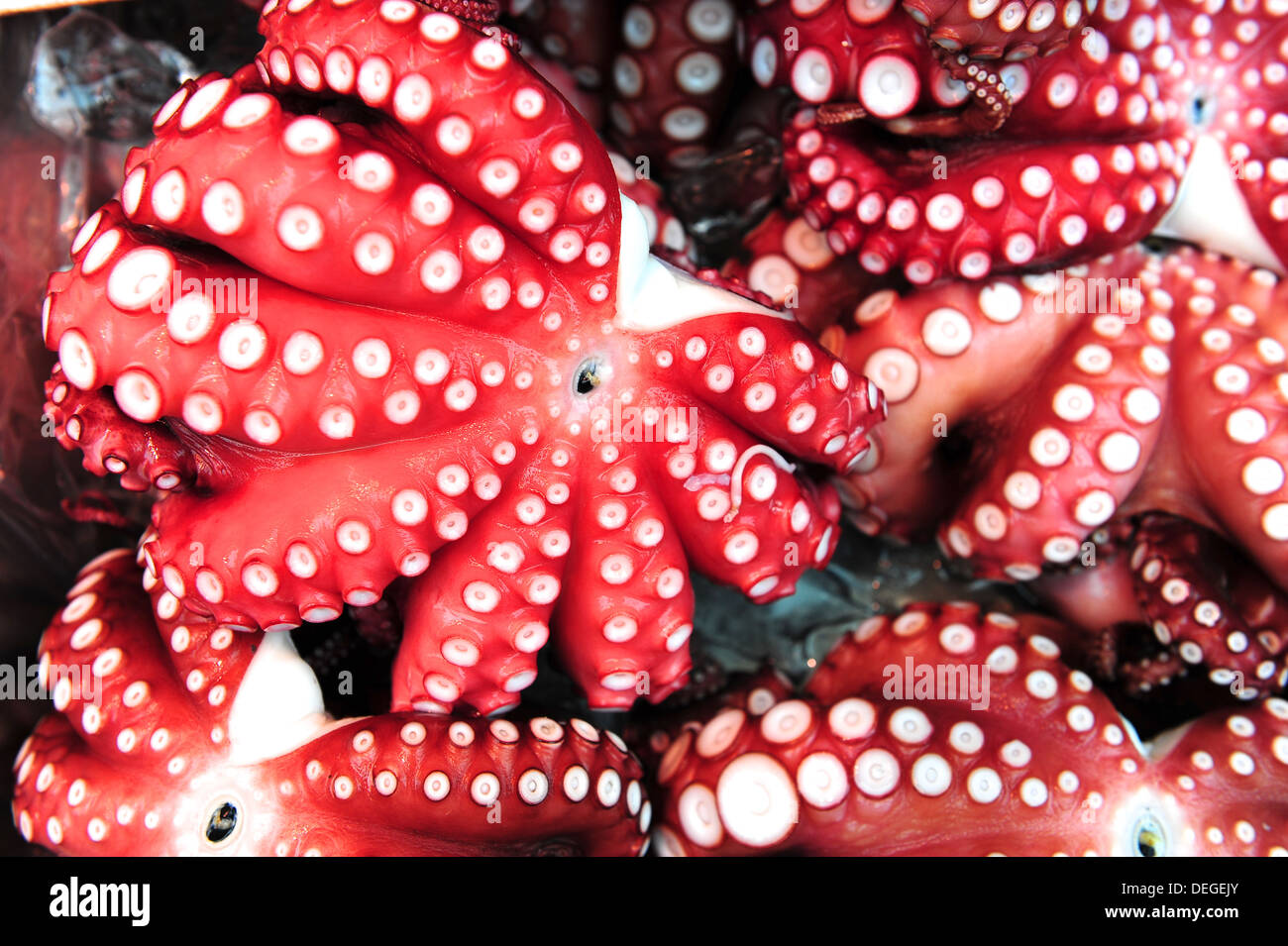 Tintenfisch Tentakeln Stockfoto