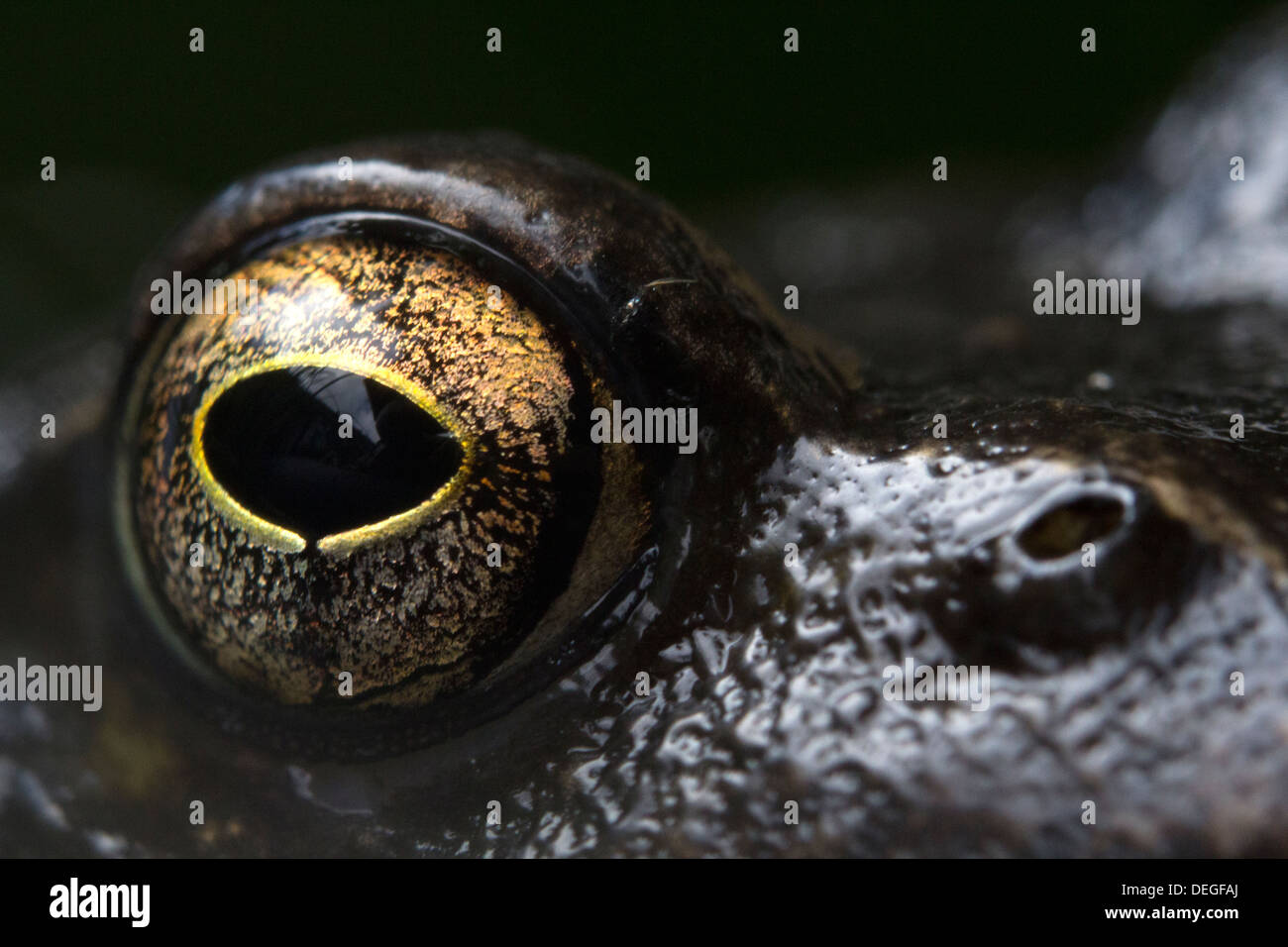 Das Auge von einem Grasfrosch Stockfoto