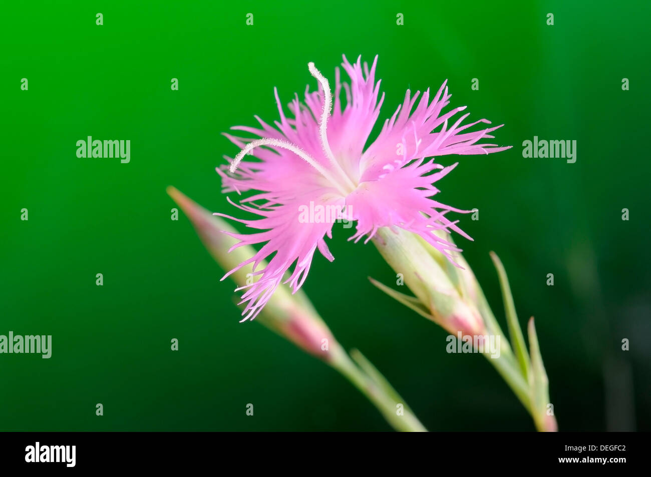 Dianthus Hyssopifolius Fransen rosa, Porträt von Blume. Stockfoto