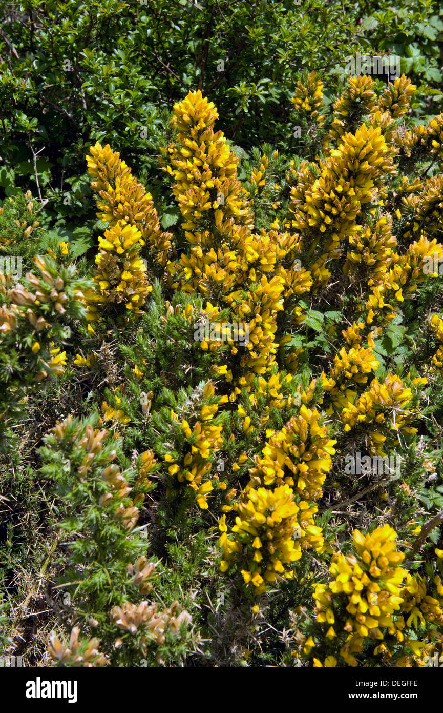 Gemeinsamen Stechginster, Ginster oder Stechginster, Ulex Europaeus, Blüte auf einem Küstenpfad Devon Stockfoto