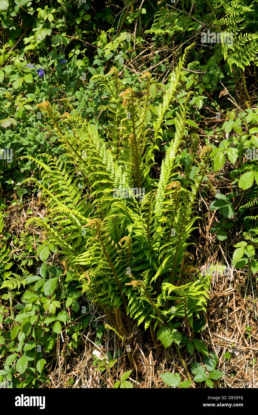 Wurmfarn, Dryopteris Filix-Mas im jungen Frühling Laub Pflanzen Stockfoto