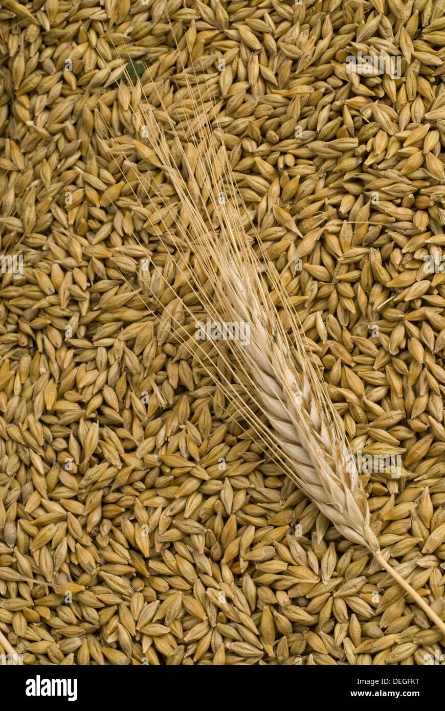 Gerste Stockfoto