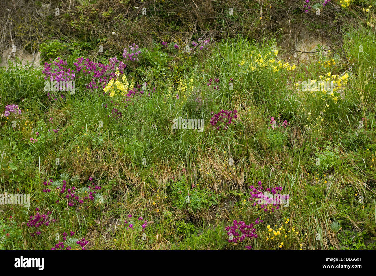 Hoary Lager, Matthiola Incana, Blüte mit anderer Vegetation auf den Klippen am Strand Bier in Devon Stockfoto