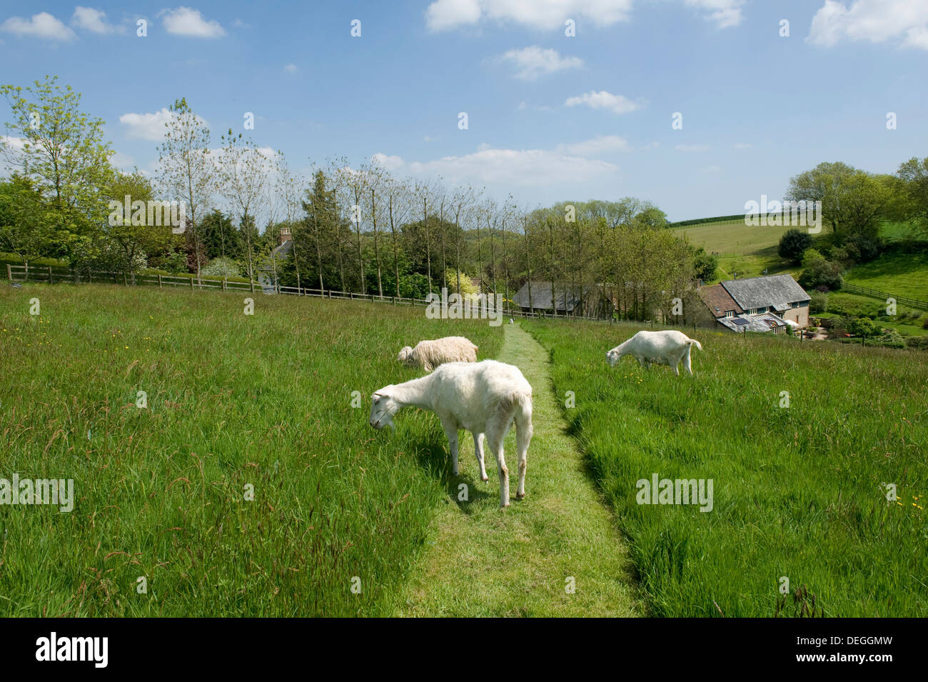 Saanen Hammel und eine üppige Frühsommer Rasen auf einer Devon Weide grasen Angora-Ziege Stockfoto