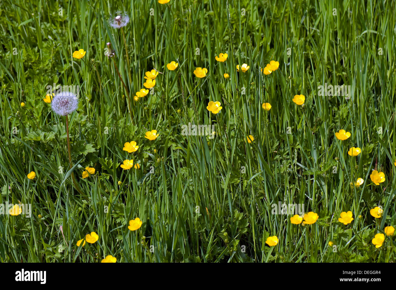 Kriechende Hahnenfuß, Ranunculus Repens, Blüte in einer Land-Wiese mit Löwenzahn Samenköpfe Stockfoto